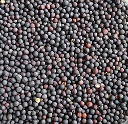 Rape (canola) seeds 3lbs
