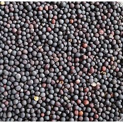 Rape (canola) seeds 3lbs