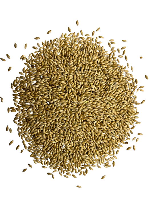 Plain Canary Seeds 3lbs