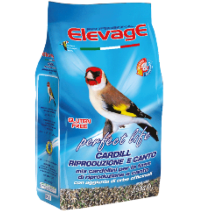 Elevage Goldfinch breeding and singing with Herbs