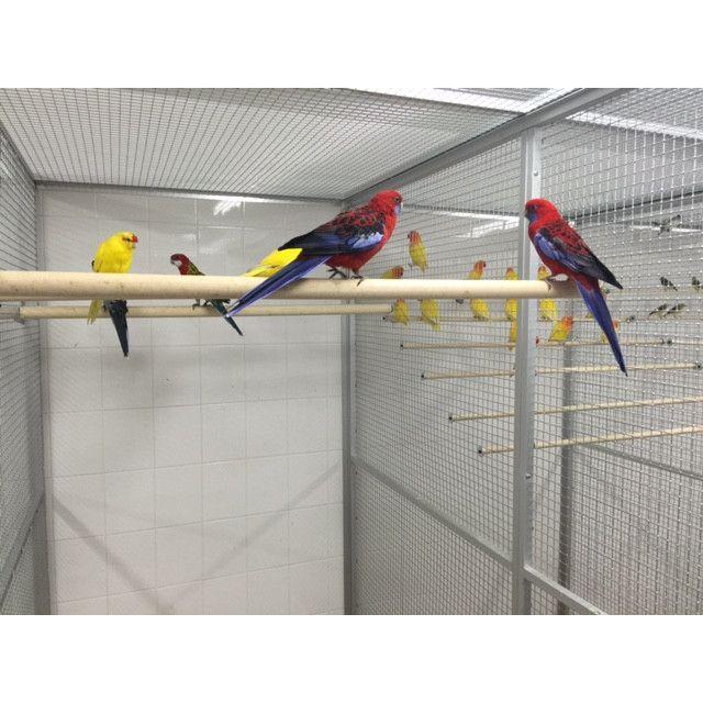 Crimson Rosella