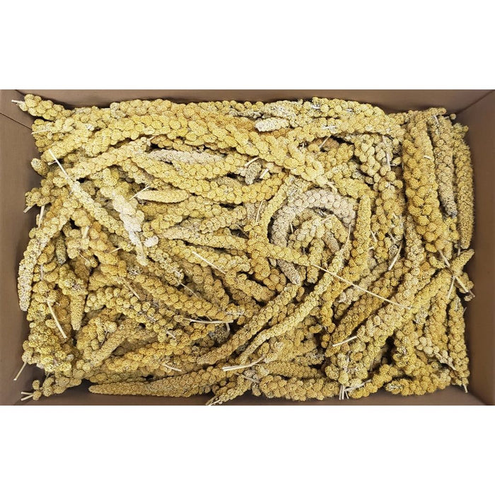 Spray Millet 21lbs bulk pack